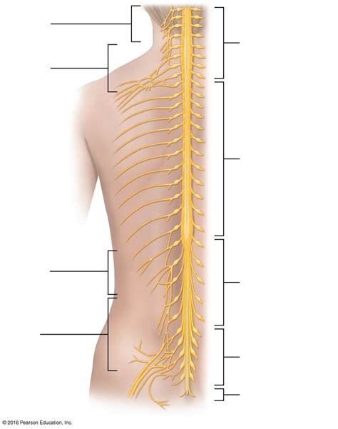 It is covered by the three membranes of the CNS, i. . Spinal nerves are quizlet